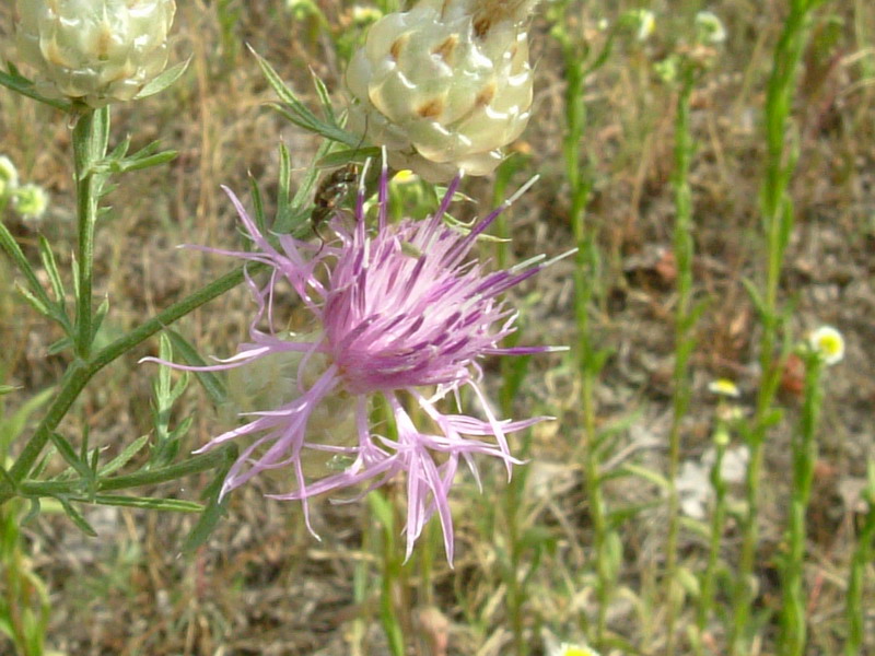 Centaurea deusta, apocromia